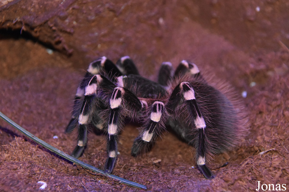 Acanthoscurria geniculata