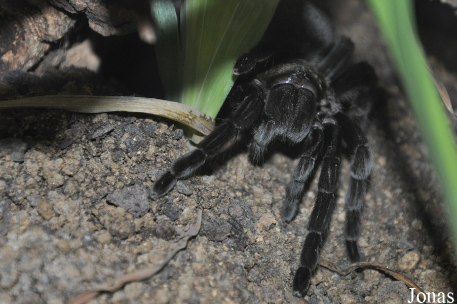 Aphonopelma caniceps