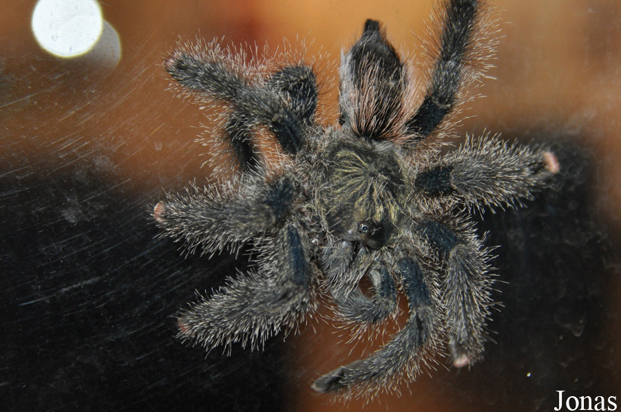 Avicularia sp.
