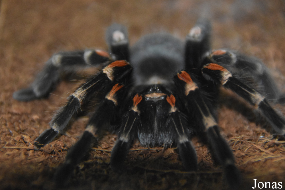Brachypelma auratum