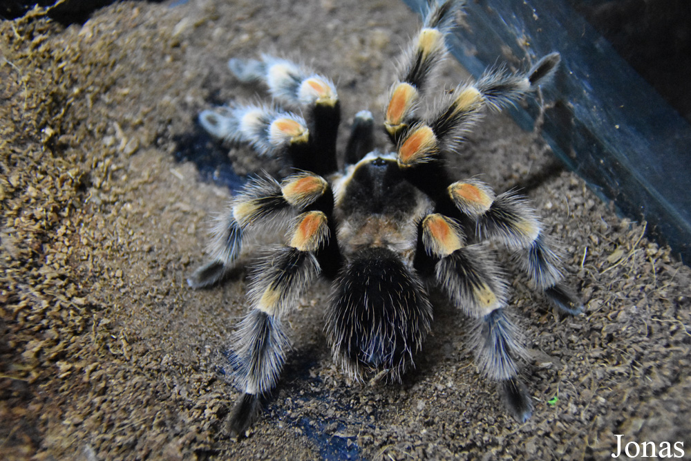 Brachypelma smithi