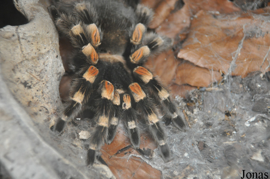 Brachypelma smithi