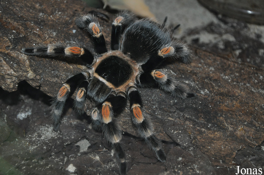 Brachypelma smithi