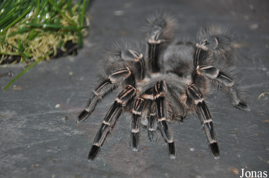 Eupalaestrus campestratus