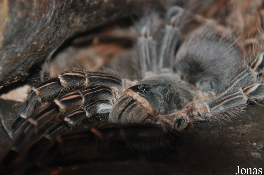 Eupalaestrus campestratus