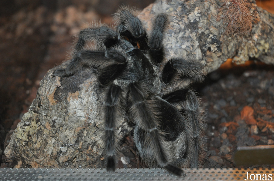 Grammostola grossa