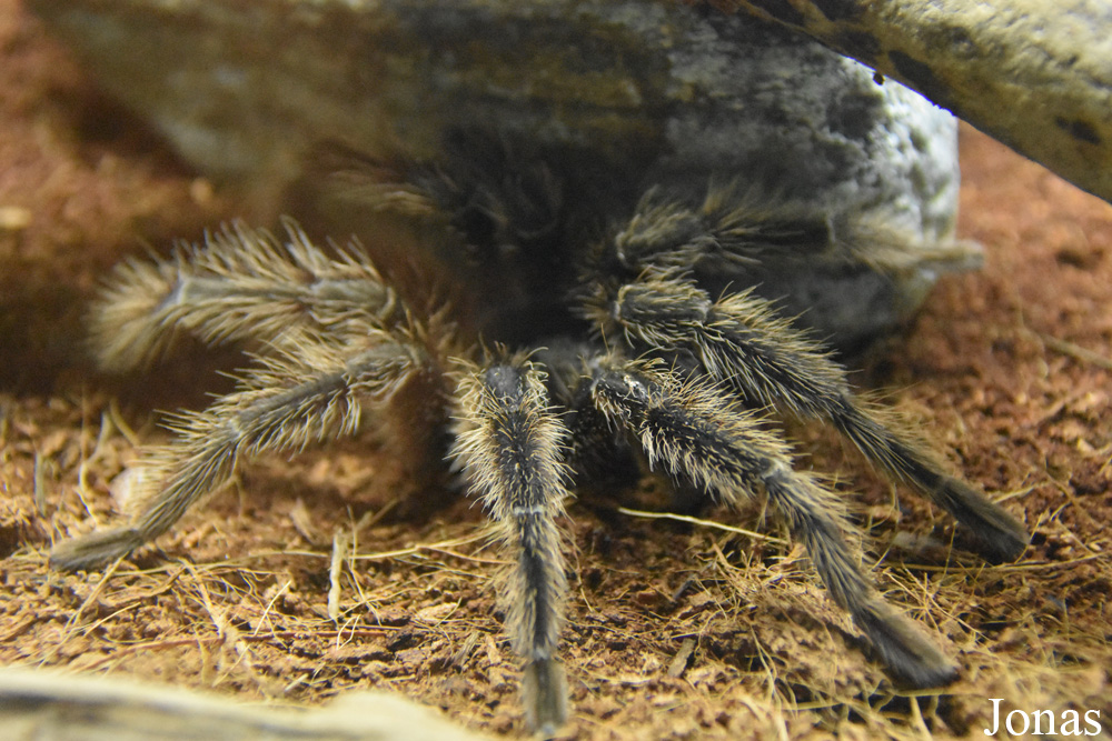 Grammostola pulchra