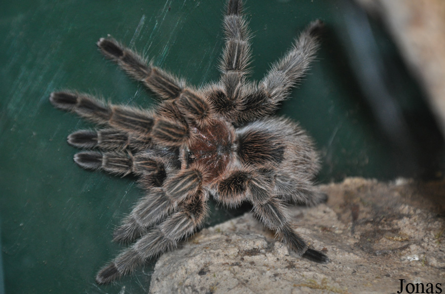 Grammostola rosea