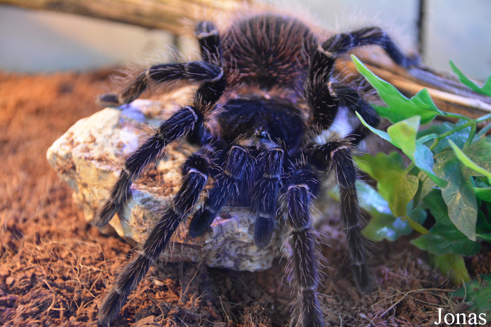 Lasiodora parahybana