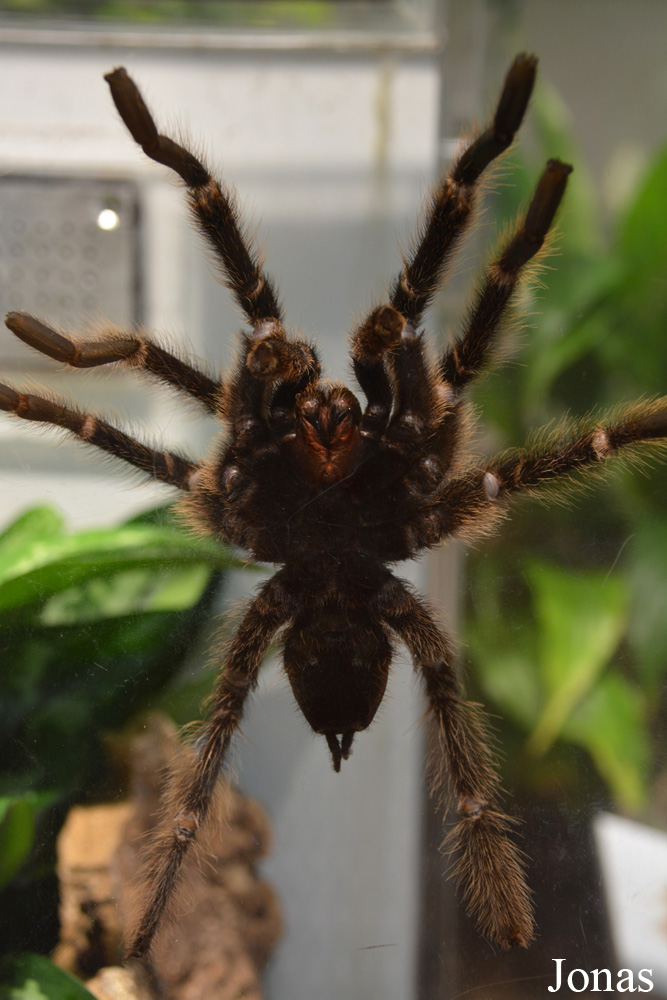 Lasiodora parahybana