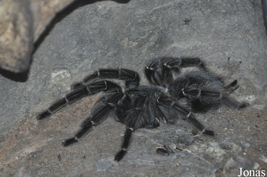 Lasiodora parahybana