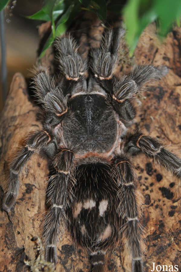 Lasiodora parahybana