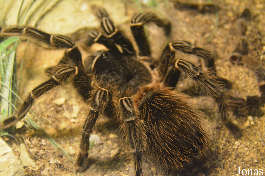 Lasiodora parahybana
