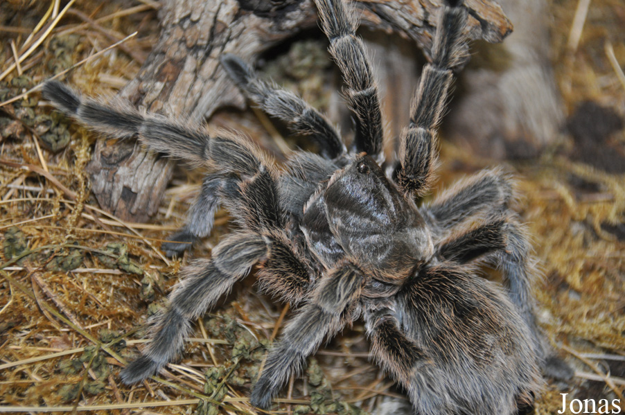 Phryxotrichus roseus