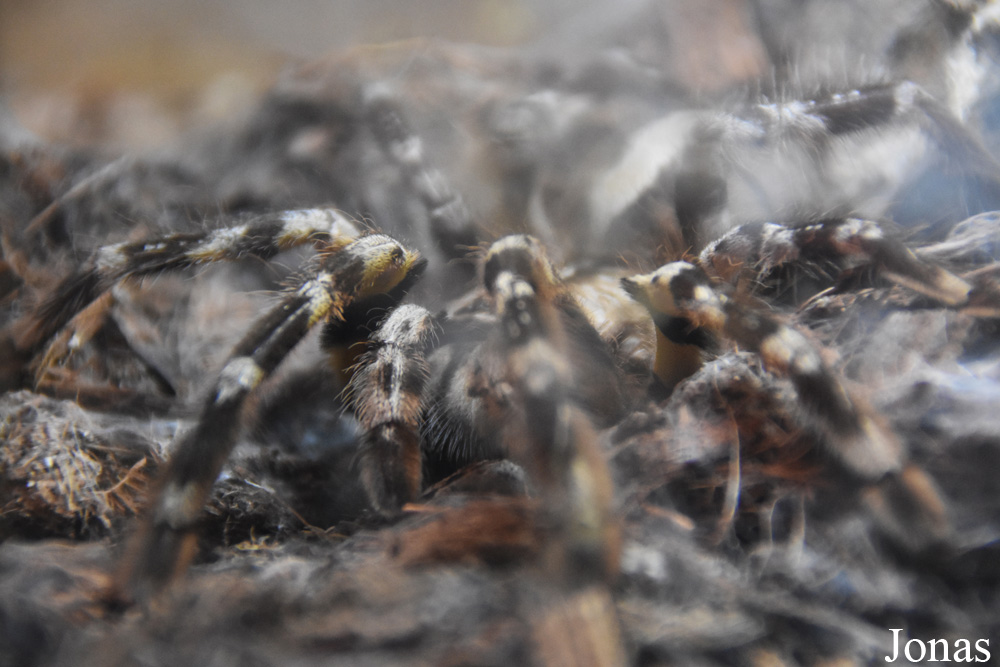 Poecilotheria ornata