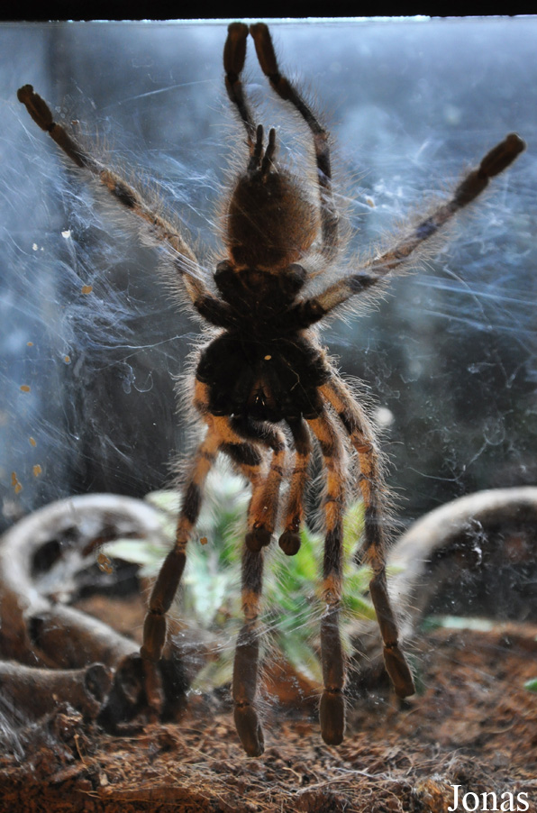 Poecilotheria striata