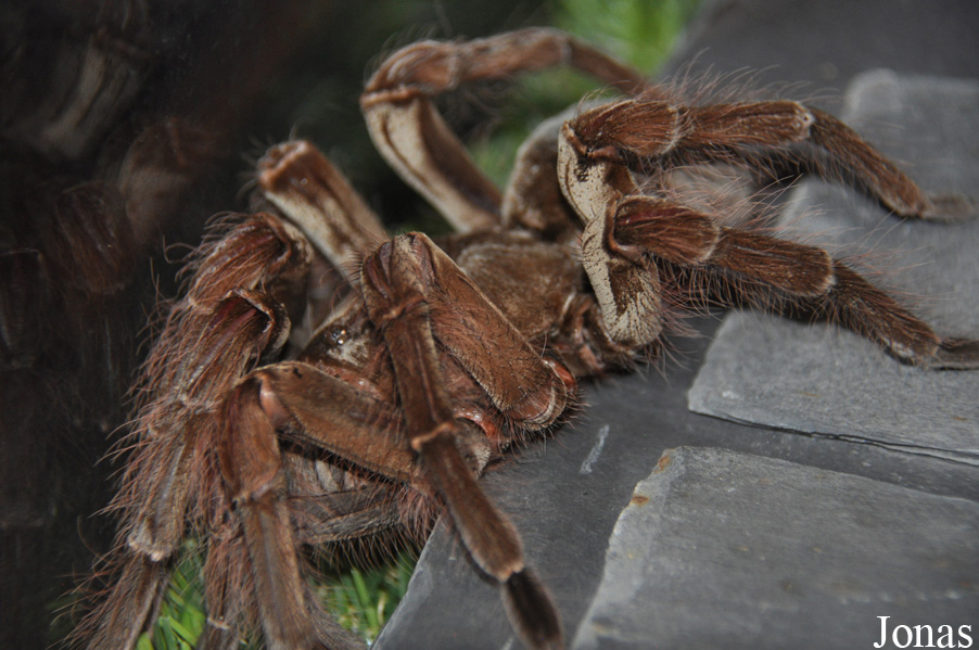 Theraphosa blondi