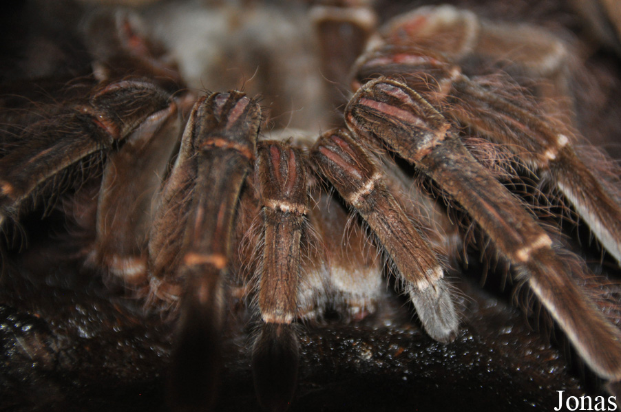 Theraphosa blondi