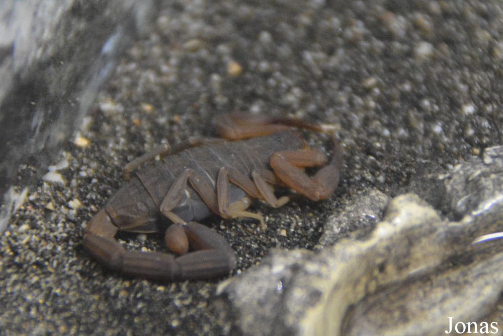 Centruroides pococki