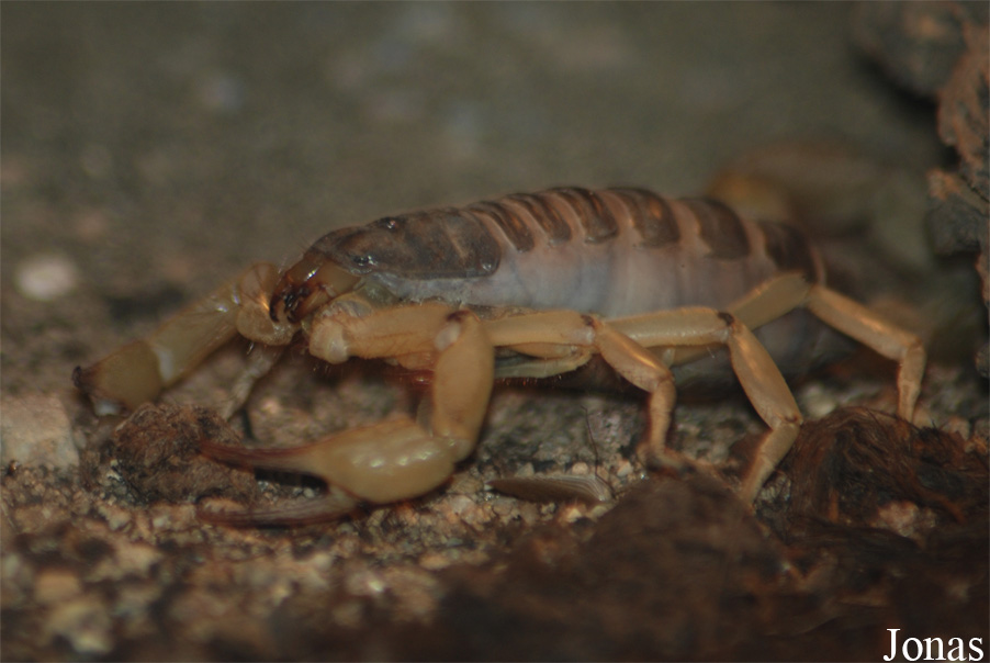 Hadrurus arizonensis