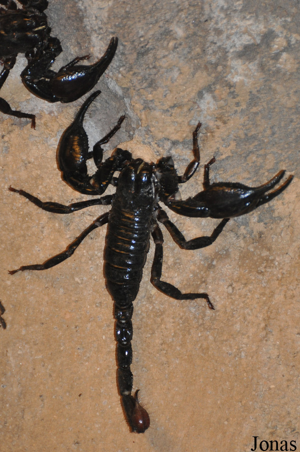 Heterometrus spinifer