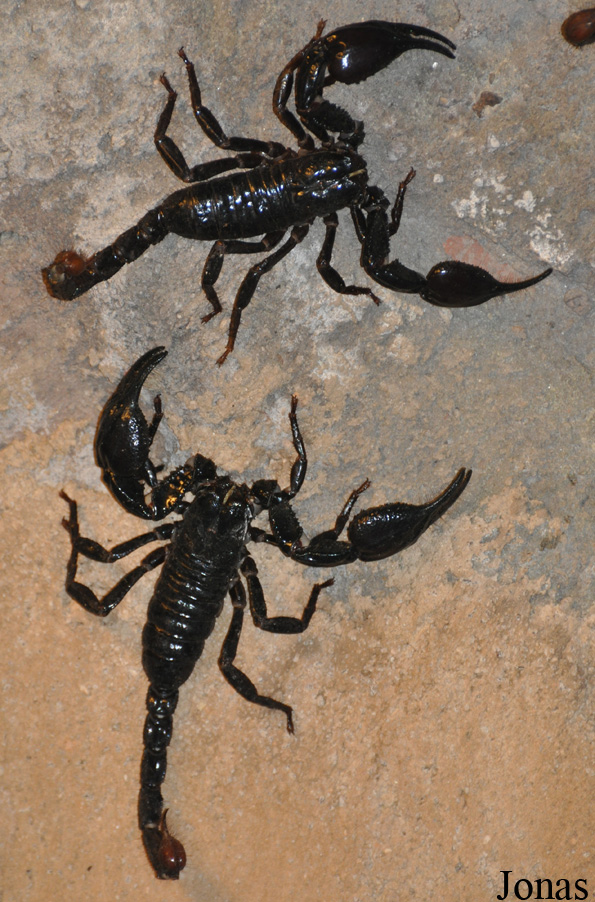 Heterometrus spinifer