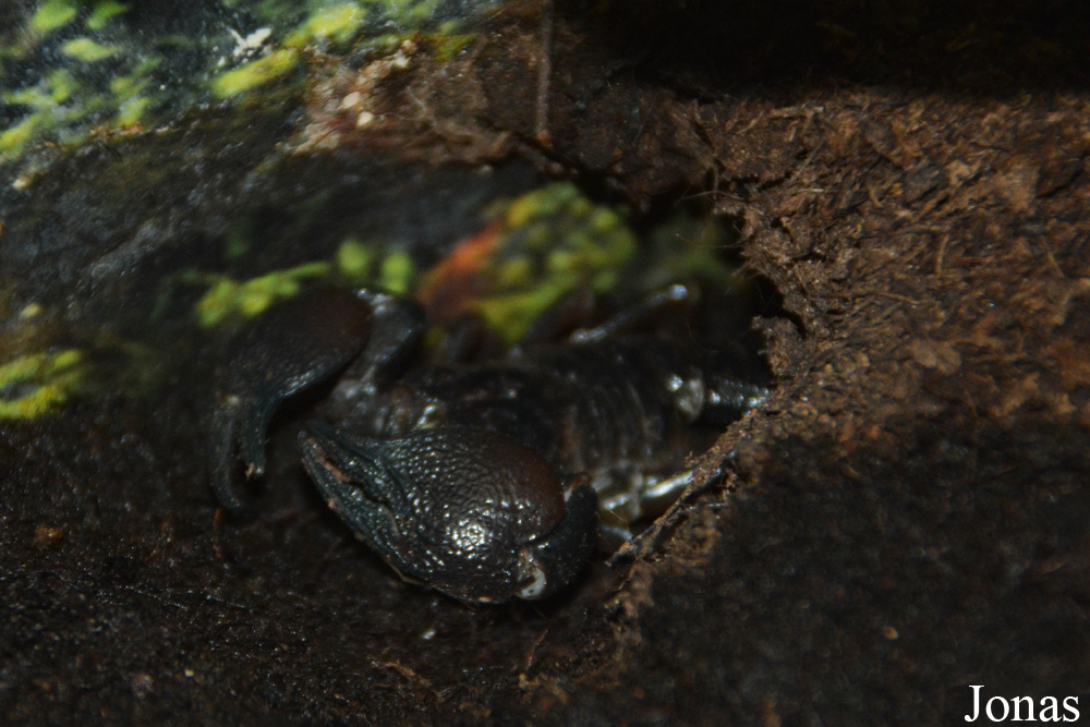 Pandinus cavimanus