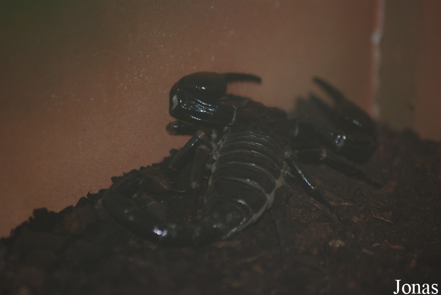 Pandinus sp.