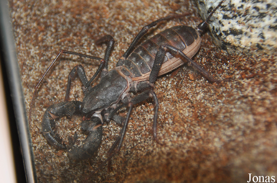 Mastigoproctus giganteus