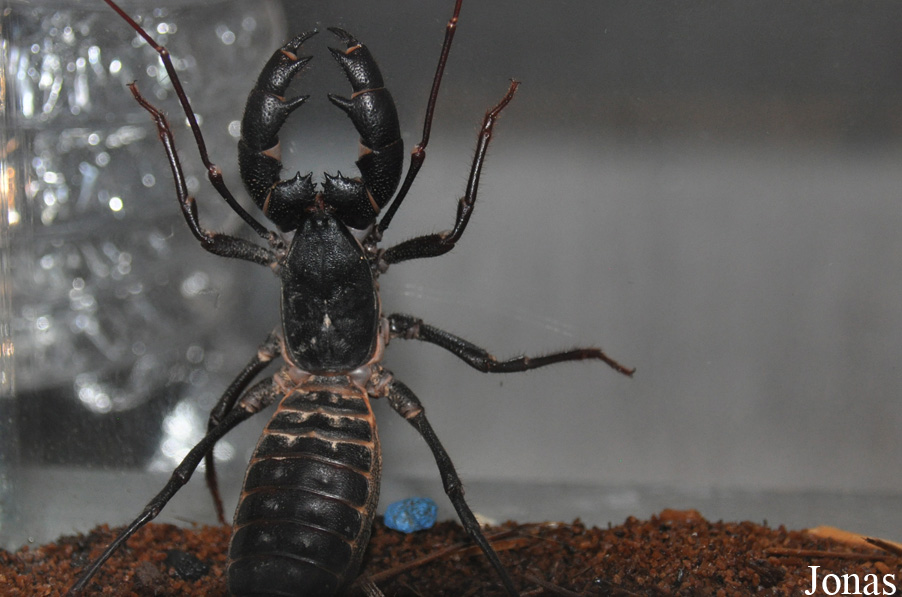 Mastigoproctus giganteus