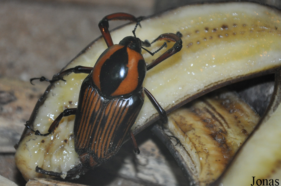 Rhynchophorus ferrugineus