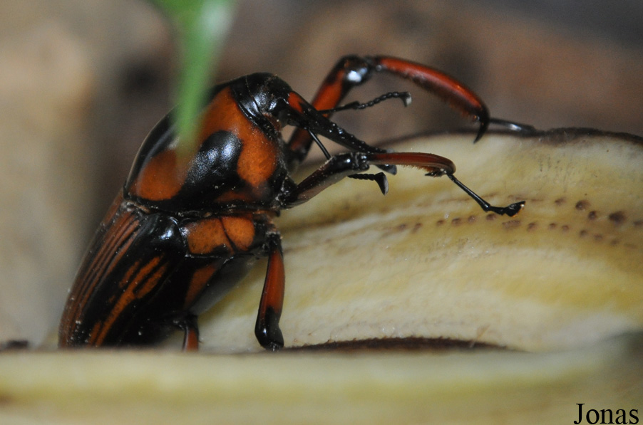Rhynchophorus ferrugineus