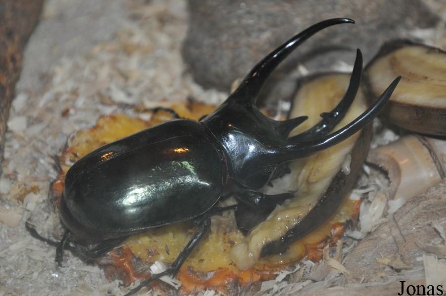 Chalcosoma caucasus