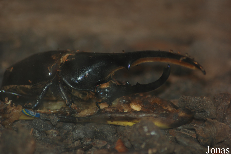 Dynastes hercules