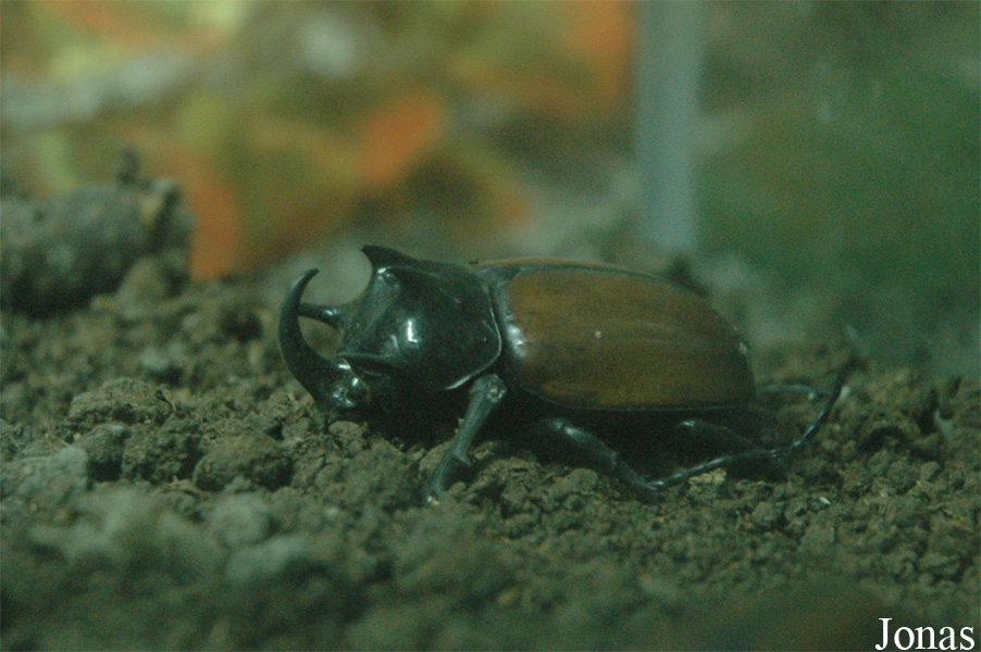 Eupatorus gracilicornis