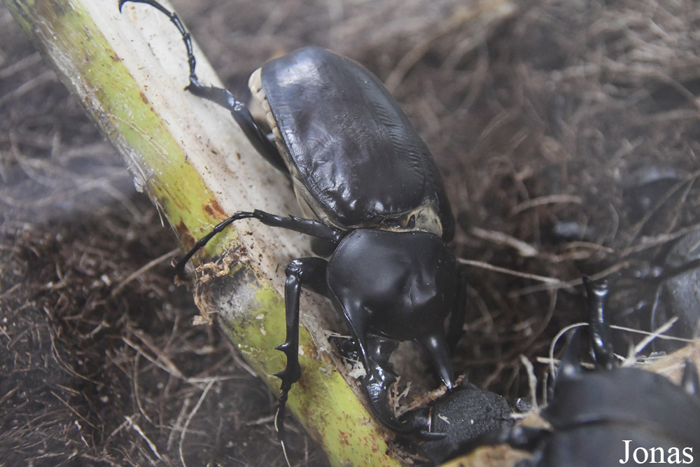 Megasoma actaeon