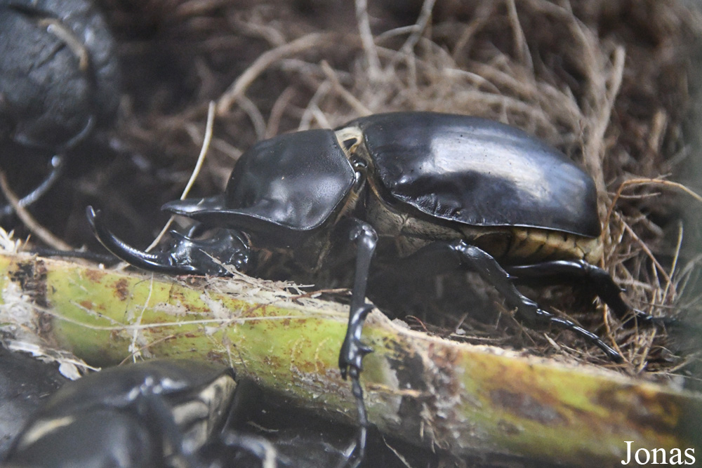 Megasoma actaeon
