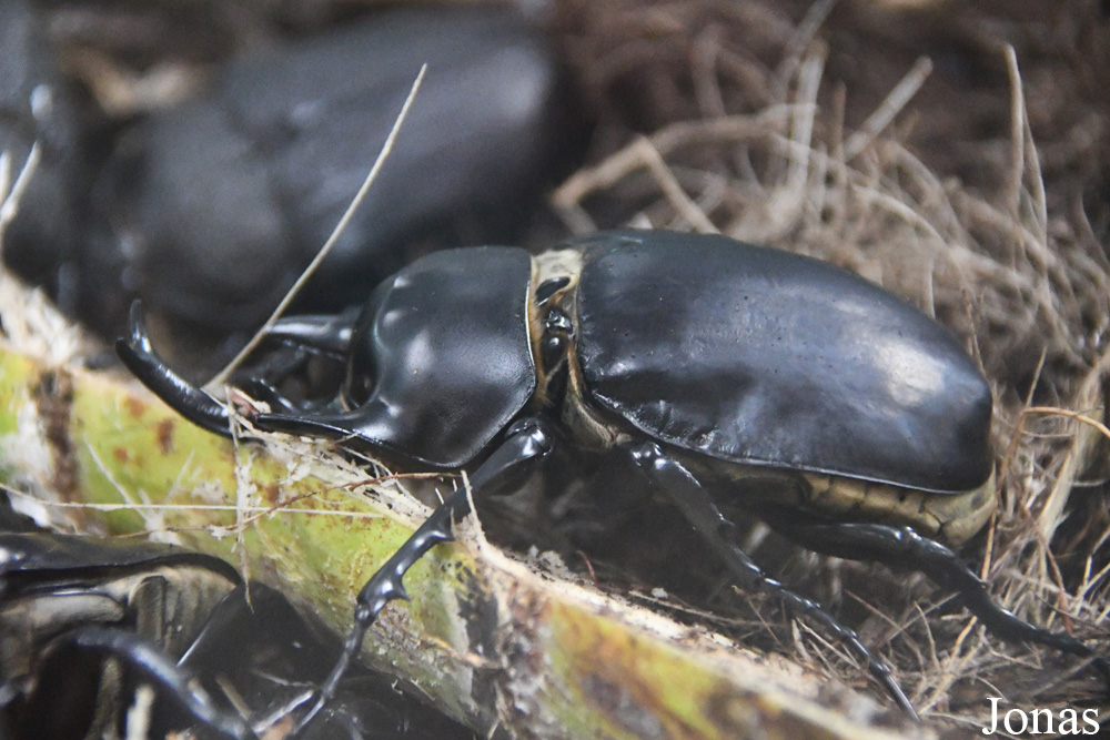 Megasoma actaeon