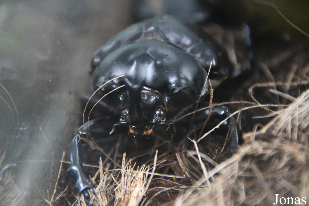 Megasoma actaeon