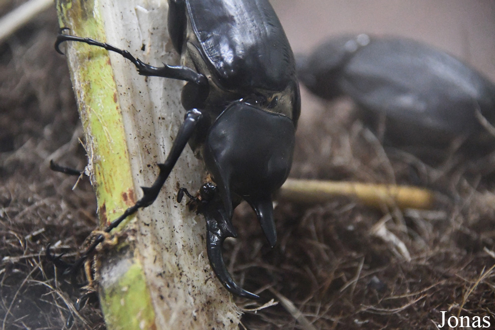 Megasoma actaeon