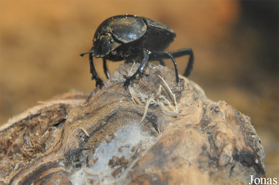 Scarabaeidae non identifié