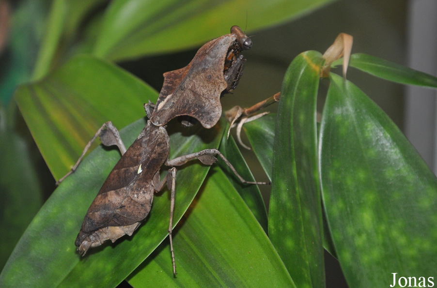 Deroplatys truncata