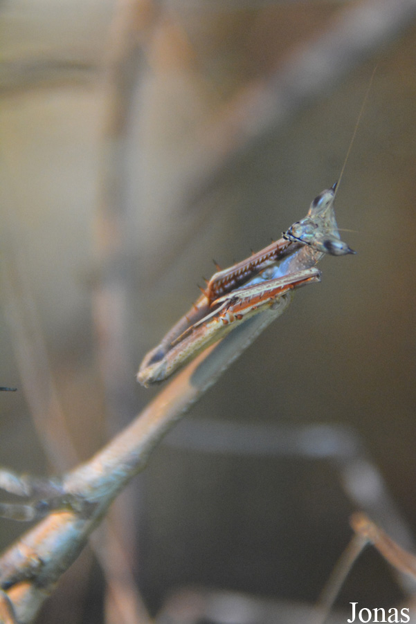 Heterochaeta sp.