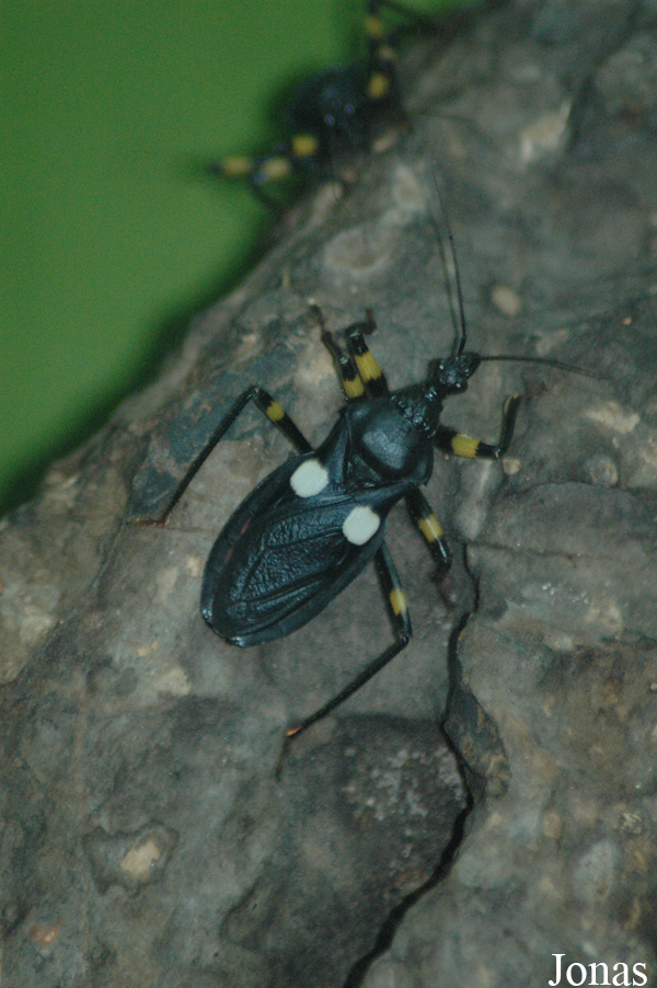 Platymeris biguttata