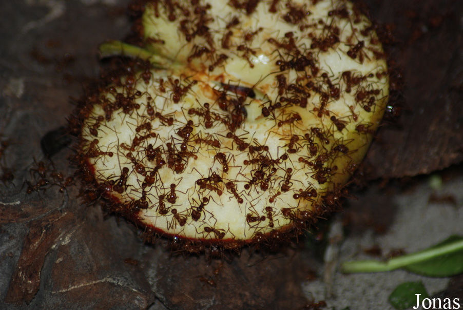 Acromyrmex octospinosus