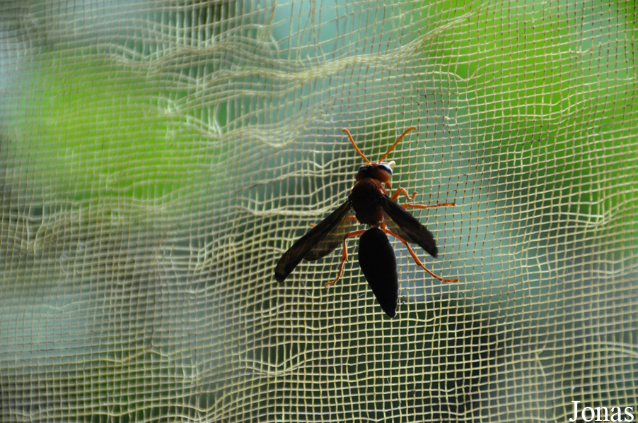 Vespidae non identifié