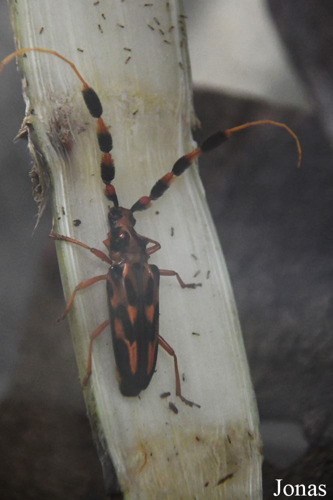 Insecte non identifié