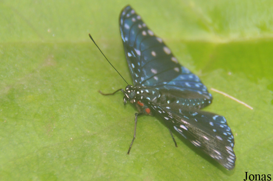 Hamadryas sp.