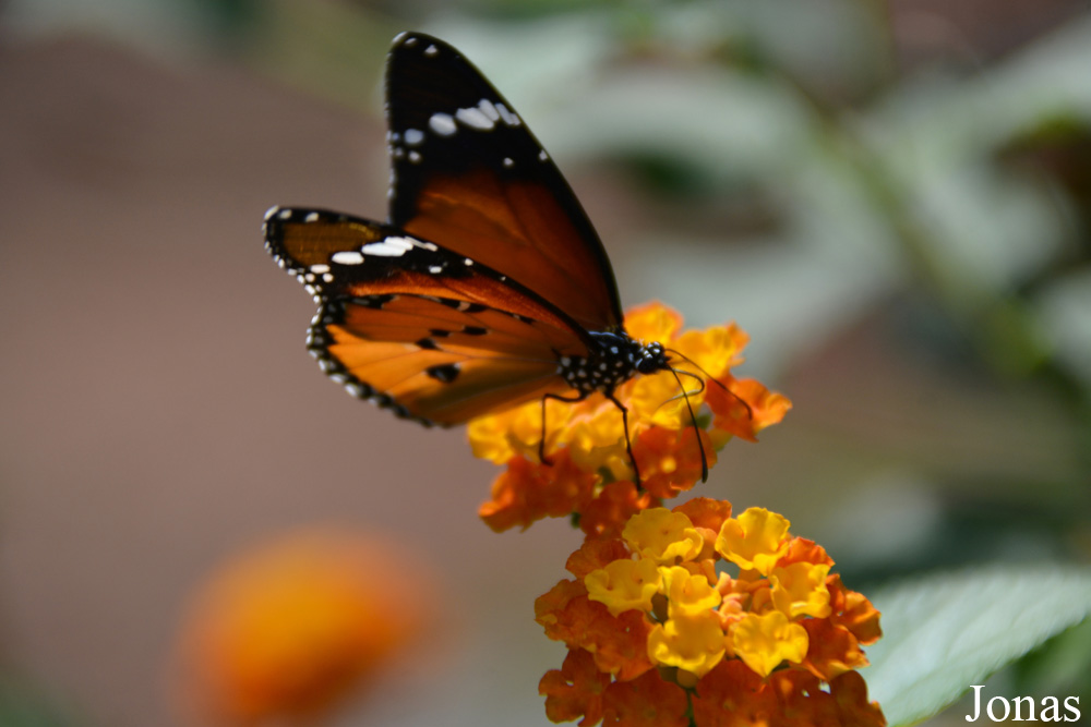 Danaus chrysippus