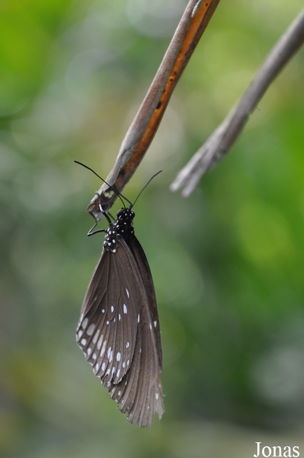 Euploea core